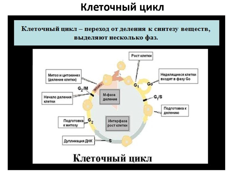 Клеточный цикл